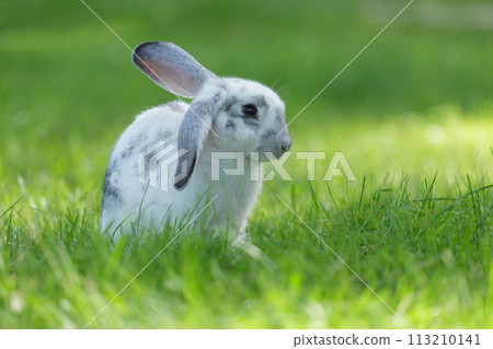 Little rabbit sitting in grass in a garden. Bunny over green background. Summer time 113210141