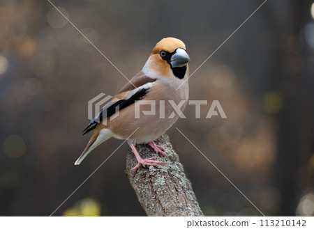 Bird perching on branch of tree. Hawfinch (Coccothraustes coccothraustes) 113210142
