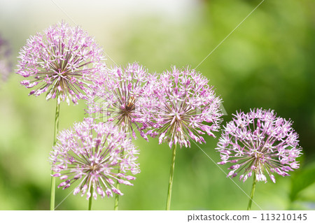 blooming purple allium flowers or giant onion in a garden blooming purple allium flowers or giant onion in a garden 113210145