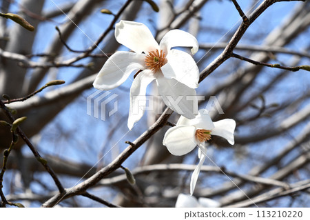 White flowers of Kobushi (Shinyi) White flowers of Kobushi (Shinyi) 113210220