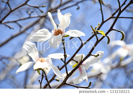 Kobushi（信義）的白色花朵 113210221