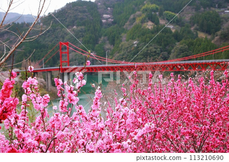 大渡壩的花桃 大渡壩的花桃 113210690