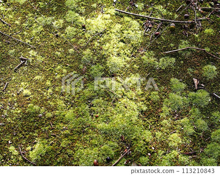 Image of a mossy forest floor Image of a mossy forest floor 113210843