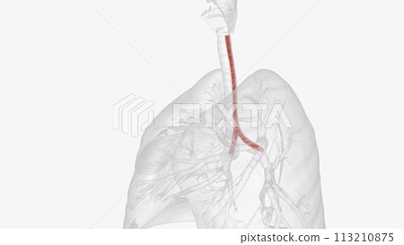 The trachealis muscle is a sheet of smooth muscle in the trachea 113210875