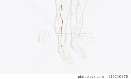 tibial nerve and terminal branches tibial nerve and terminal branches 113210876