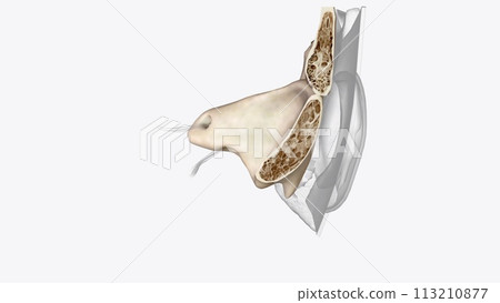 Ear Coronal Cross Section of Bones of head Ear Coronal Cross Section of Bones of head 113210877