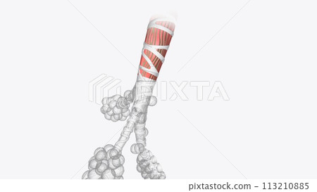 The terminal bronchioles are a continuation of the bronchi and are the last divisions of the conducting airways 113210885