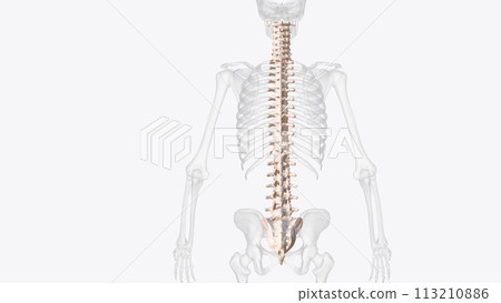The vertebral column is a series of approximately 33 bones called vertebrae, which are separated by intervertebral discs The vertebral column is a series of approximately 33 bones called vertebrae, which are separated by intervertebral discs 113210886