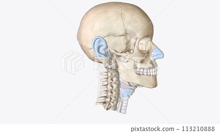 Cartilage is an important structural component of the body. It is a firm tissue but is softer and much more flexible than bone Cartilage is an important structural component of the body. It is a firm tissue but is softer and much more flexible than bone 113210888