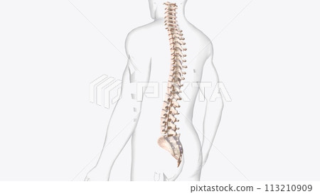 The vertebral column is a series of approximately 33 bones called vertebrae, which are separated by intervertebral discs The vertebral column is a series of approximately 33 bones called vertebrae, which are separated by intervertebral discs 113210909