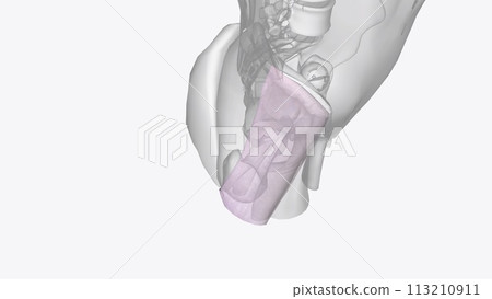 The iliotibial tract is a thickened band of deep fascia that runs down the lateral surface of the thigh 113210911