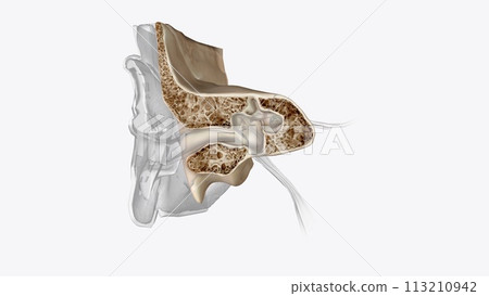 Ear Coronal Cross Section of Bones of head Ear Coronal Cross Section of Bones of head 113210942