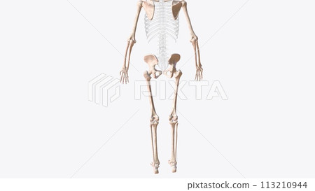 The appendicular skeleton is one of two major bone groups in the body The appendicular skeleton is one of two major bone groups in the body 113210944