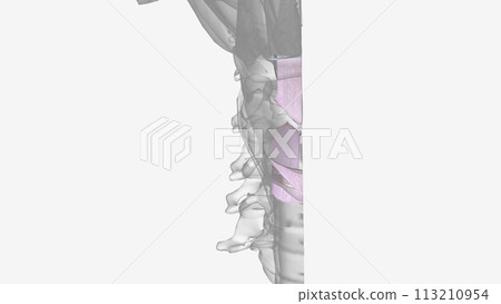 Ligaments of the head and neck Ligaments of the head and neck 113210954