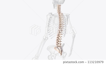 The vertebral column is a series of approximately 33 bones called vertebrae, which are separated by intervertebral discs The vertebral column is a series of approximately 33 bones called vertebrae, which are separated by intervertebral discs 113210979