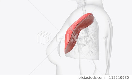 The superior lobe of the left lung is divided into five bronchopulmonary segments 113210980