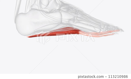 Flexor Digitorum Brevis is the central muscle of the superficial layer of the plantar foot muscles 113210986
