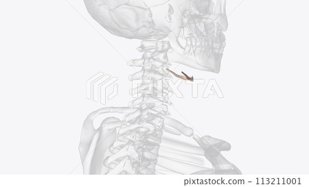 The hyoid bone is an intermediary between the skull and postcranial skeleton The hyoid bone is an intermediary between the skull and postcranial skeleton 113211001