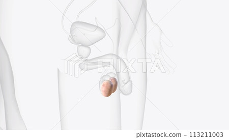 The testes are 2 small organs that are found inside the scrotum The testes are 2 small organs that are found inside the scrotum 113211003