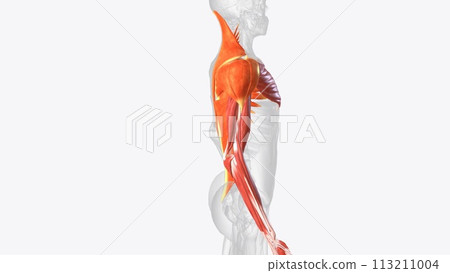 Muscles of right upper limb Muscles of right upper limb 113211004