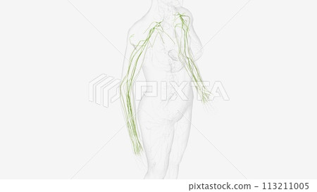 Lymphatics of upper limb 113211005