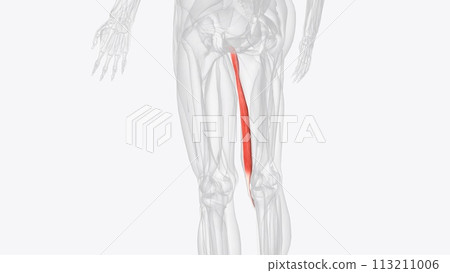Gracilis is a thin, flat, long muscle that attaches to the coxal bone and tibia Gracilis is a thin, flat, long muscle that attaches to the coxal bone and tibia 113211006