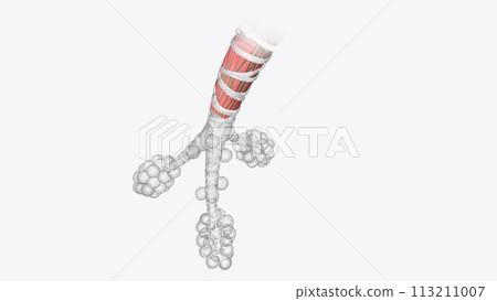 The terminal bronchioles are a continuation of the bronchi and are the last divisions of the conducting airways The terminal bronchioles are a continuation of the bronchi and are the last divisions of the conducting airways 113211007