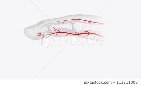 Fingernail Cross Section of Arteries Fingernail Cross Section of Arteries 113211008