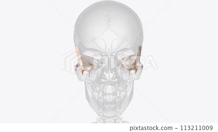 The temporal bone contributes to the lower lateral walls of the skull The temporal bone contributes to the lower lateral walls of the skull 113211009
