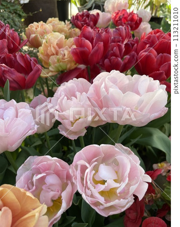Gorgeous tulips 113211010