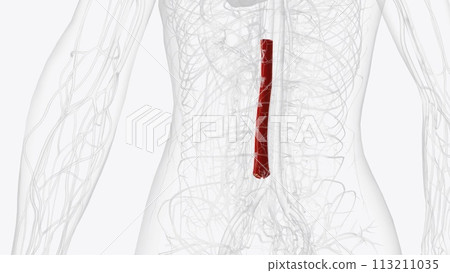 human anatomy, the abdominal aorta is the largest artery in the abdominal cavity 113211035