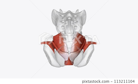 Anal Canal Anatomy of Muscular System 113211104