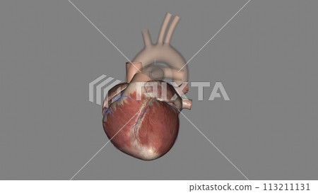 The anterior cardiac veins are a group of parallel coronary veins that course over the anterior surface of the right ventricle The anterior cardiac veins are a group of parallel coronary veins that course over the anterior surface of the right ventricle 113211131