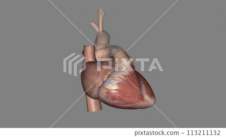 The anterior cardiac veins are a group of parallel coronary veins that course over the anterior surface of the right ventricle 113211132