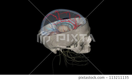 The anterior cerebral artery is the terminal branch of the communicating segment (C7) of the internal carotid artery 113211135
