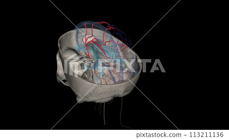The anterior cerebral artery is the terminal branch of the communicating segment (C7) of the internal carotid artery 113211136