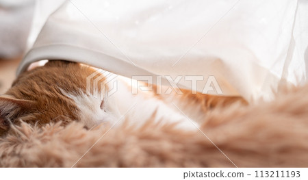 Sleeping cat brown tiger white 113211193