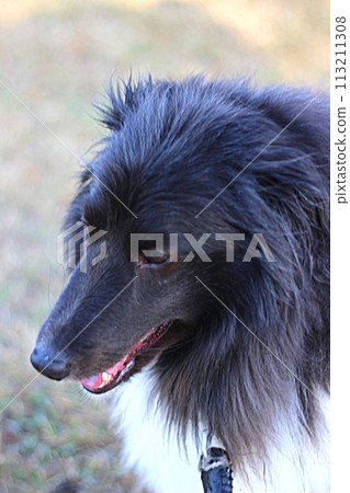 A dog enjoying a walk (up) A dog enjoying a walk (up) 113211308
