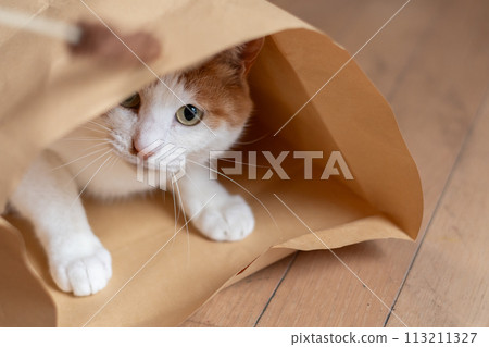 Cat in a paper bag brown tabby white Cat in a paper bag brown tabby white 113211327