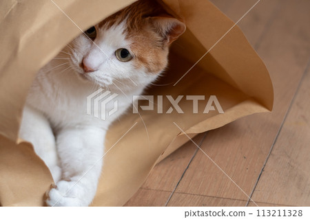 Cat in a paper bag brown tabby white Cat in a paper bag brown tabby white 113211328
