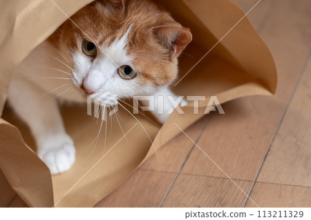 紙袋裡的貓棕色虎斑白色 紙袋裡的貓棕色虎斑白色 113211329