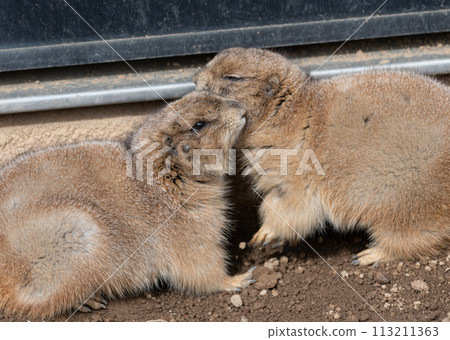 Two friendly prairie dogs Two friendly prairie dogs 113211363