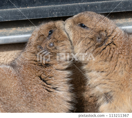 Two friendly prairie dogs Two friendly prairie dogs 113211367