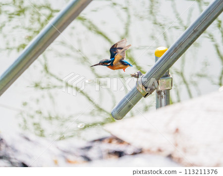 冬天飛翠鳥 冬天飛翠鳥 113211376