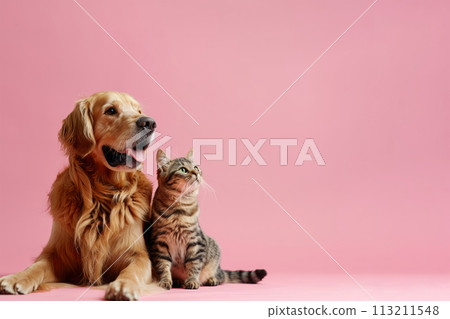 Dog and cat sitting together on pink background Dog and cat sitting together on pink background 113211548