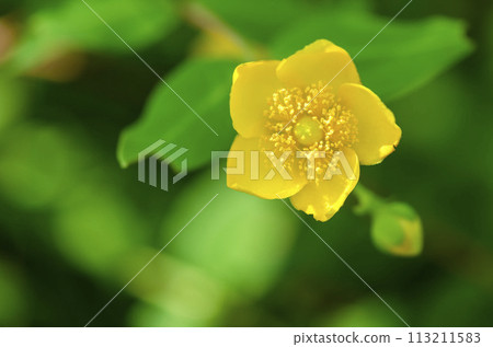 Golden thread plum 113211583