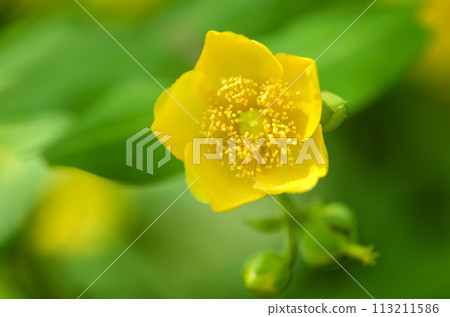 Golden thread plum 113211586