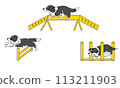 Border collie doing agility 113211903