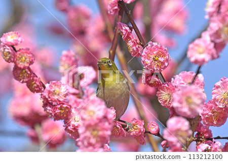 A white-eye on a red plum blossom in full bloom (spring image) (heartwarming image) A white-eye on a red plum blossom in full bloom (spring image) (heartwarming image) 113212100