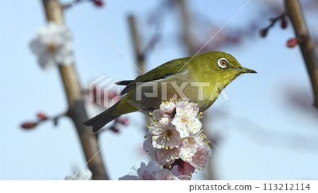 White-eye on a white plum blossom in full bloom (spring image) (heartwarming image) 113212114